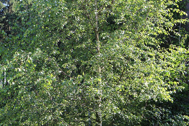 Birke Baum
