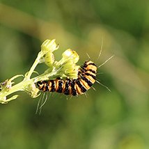 Jakobskrautbär