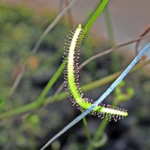 Klebefalle Sonnentau Gegabelt