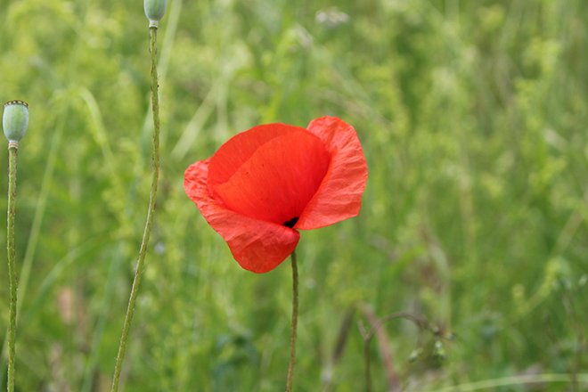 Mohn Blüte