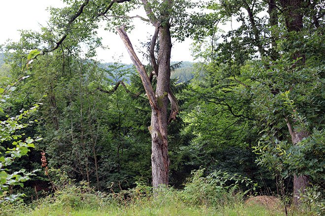 Sterbender Baum