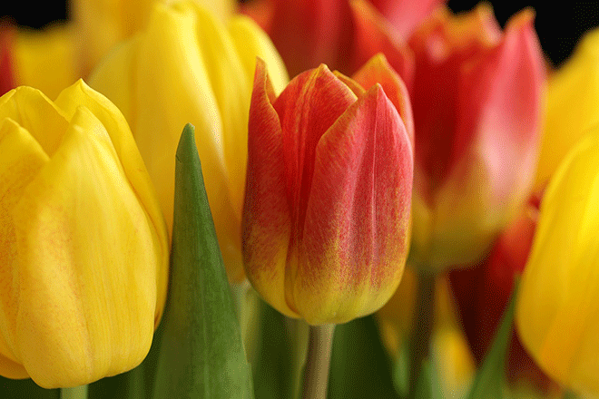 Tulpe